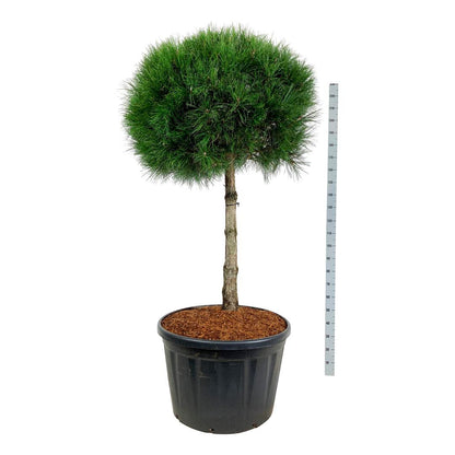 Pinus nigra nigra 100 cm stam C230 (230 liters kruka)