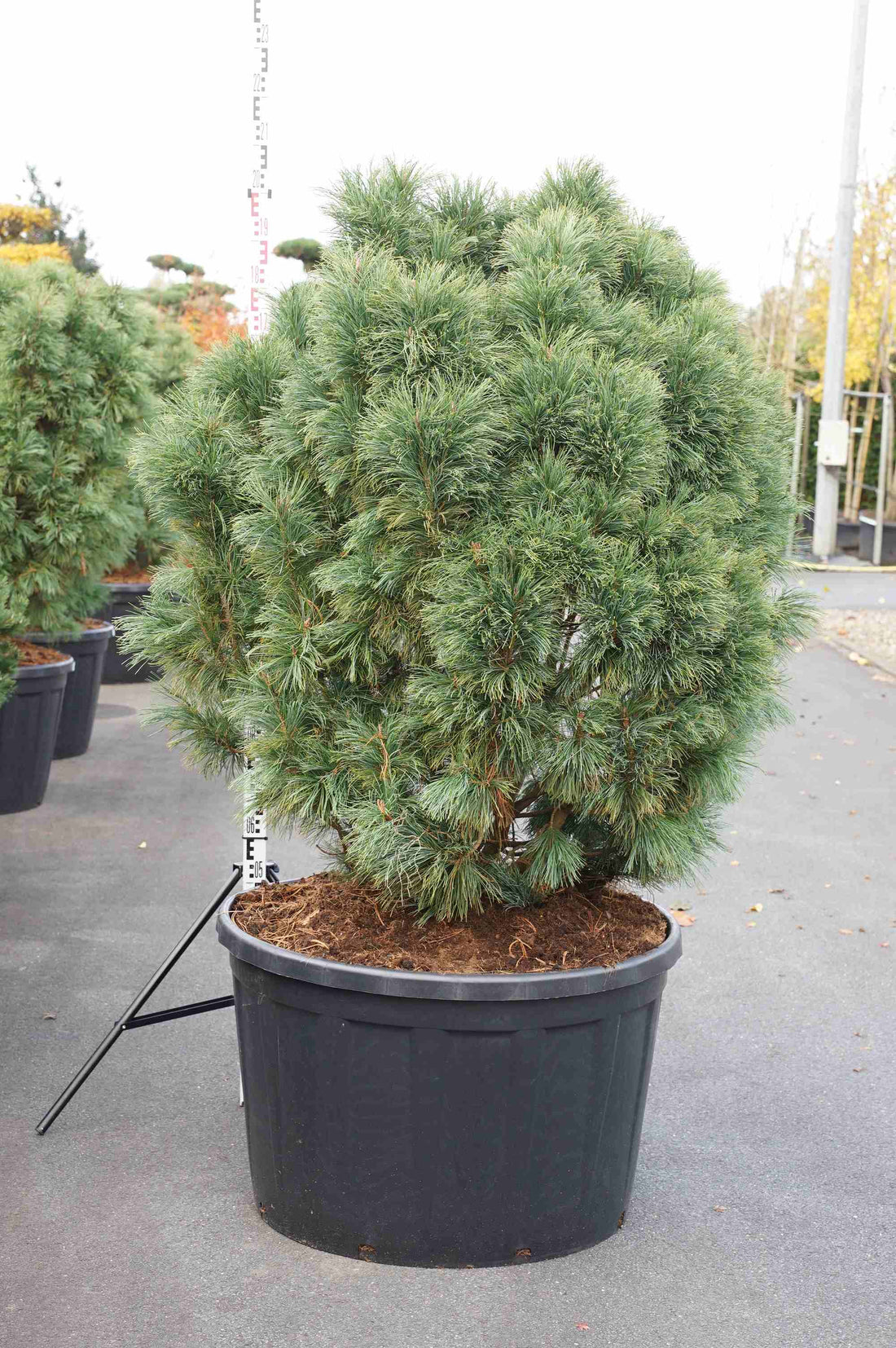 Pinus pumila &