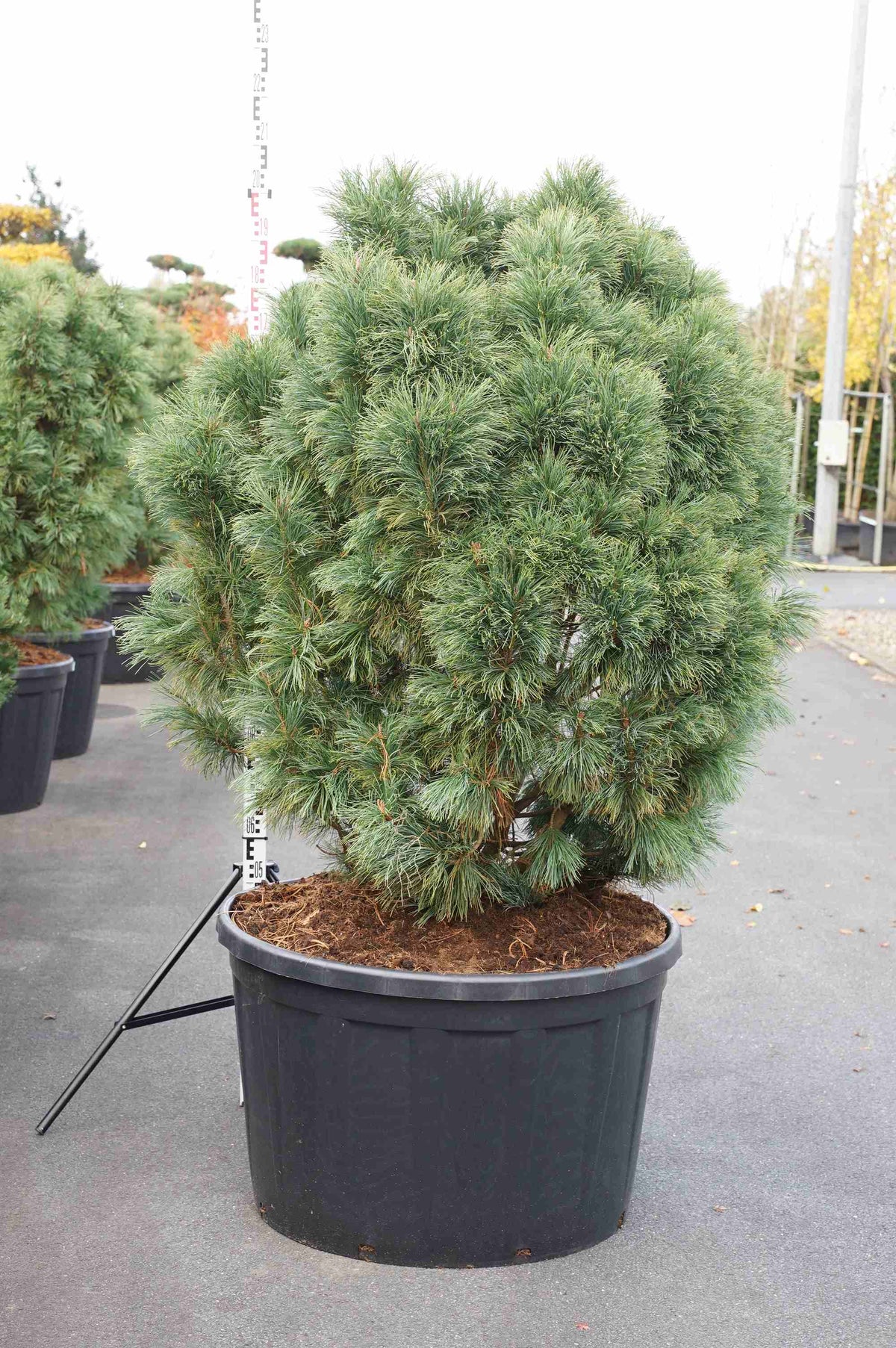 Pinus pumila &