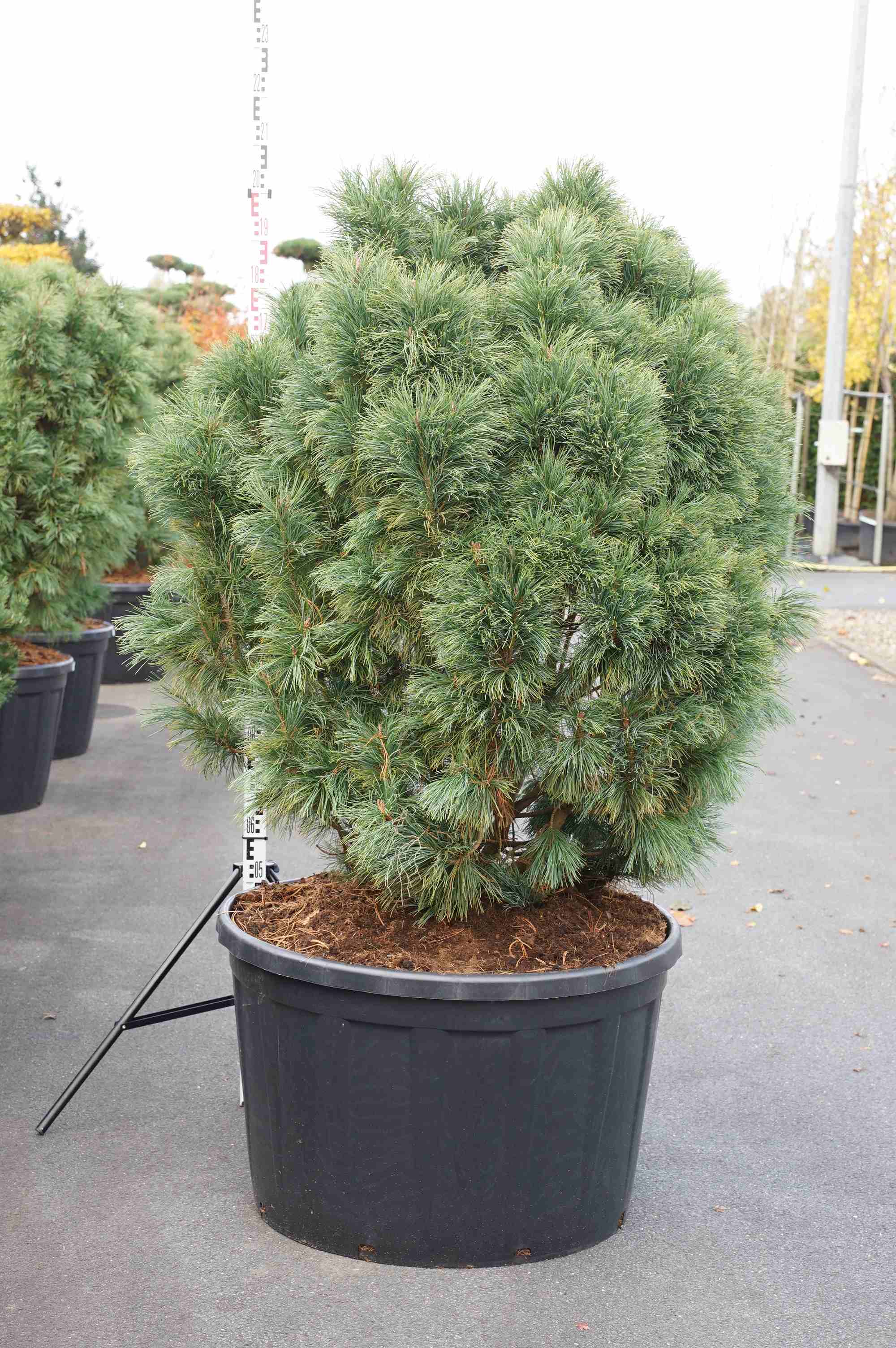Pinus pumila &