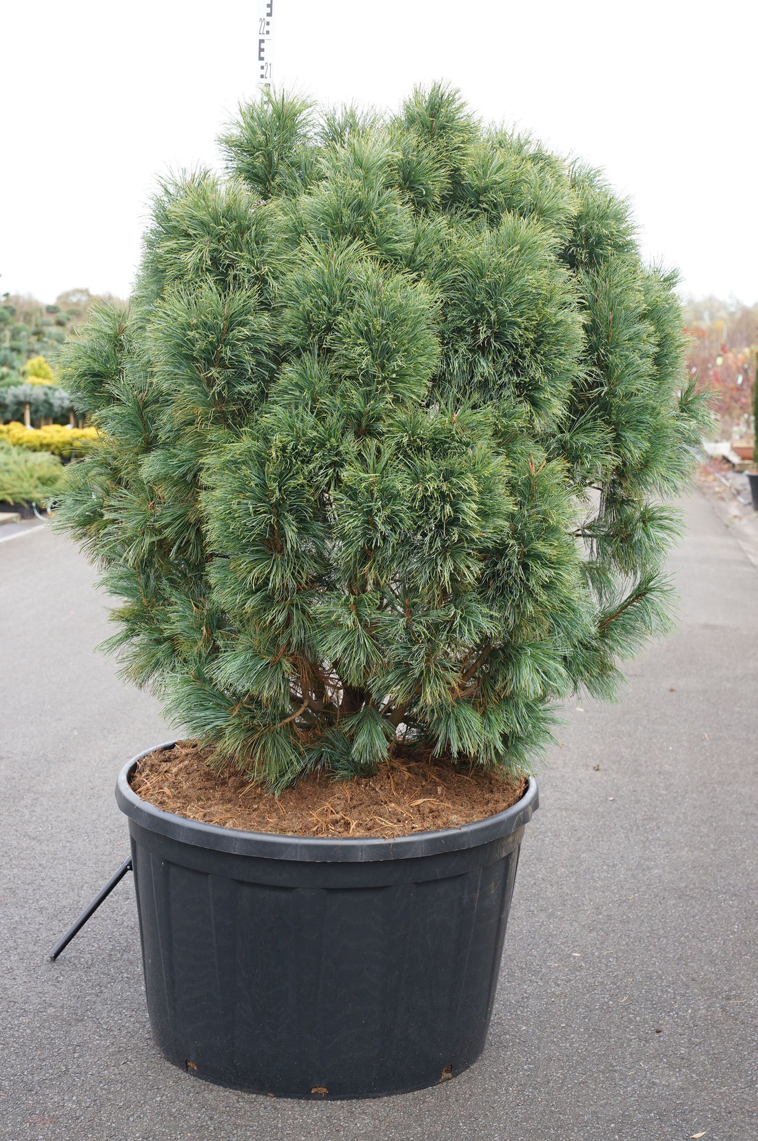 Tall pumila &