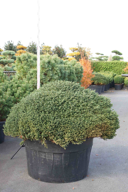 Picea omorika &