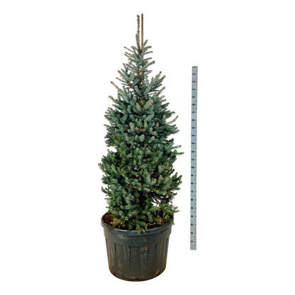Picea pungens &