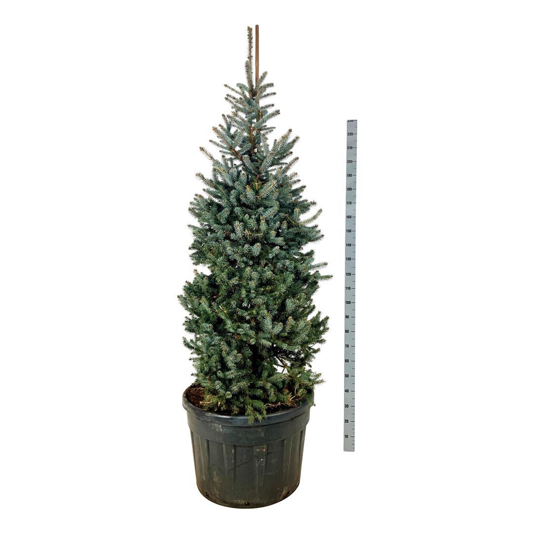 Picea pungens &