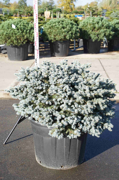 Picea pungens &