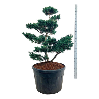 Pinus parv. &