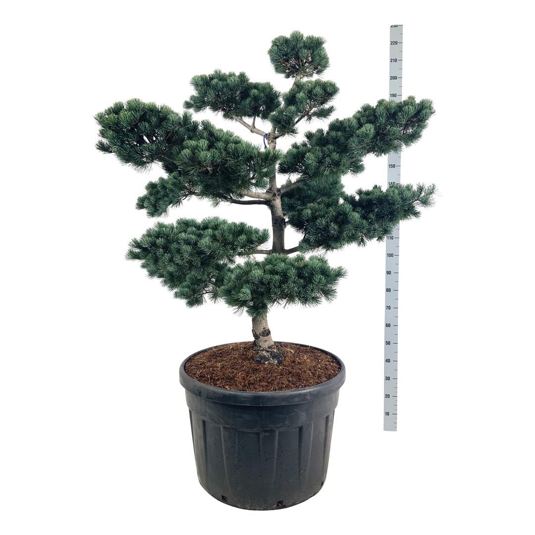 Tall parv. &