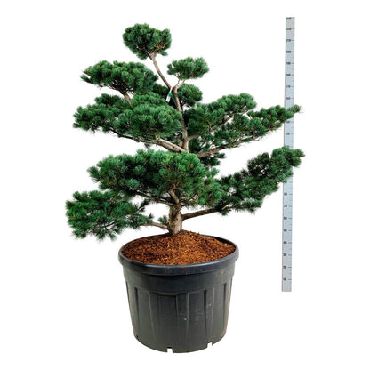 Pinus parv. &