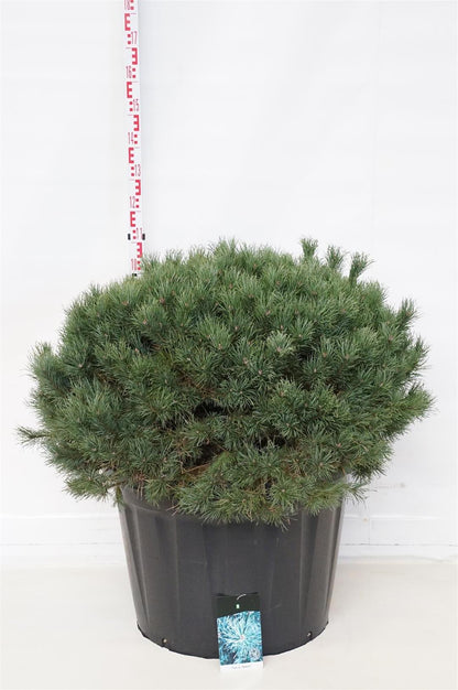 Pinus sylv. &