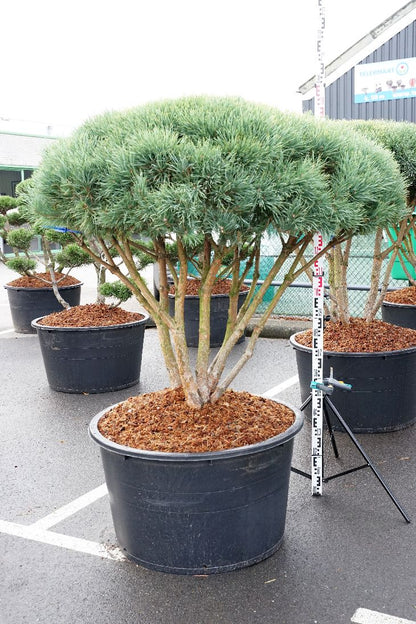 Pinus sylvestris &