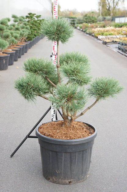Pinus sylv. &