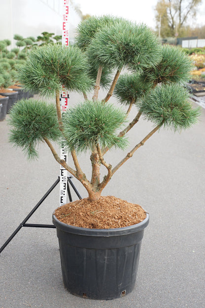 Pinus sylv. &