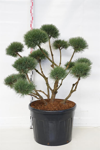 Pinus sylv. &