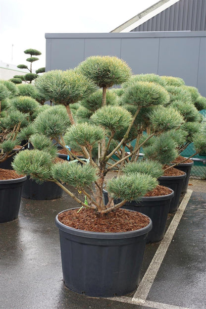 Pinus sylv. &
