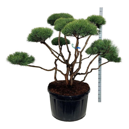 Pinus sylv. &