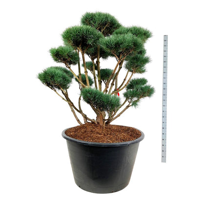 Pinus sylvestris &