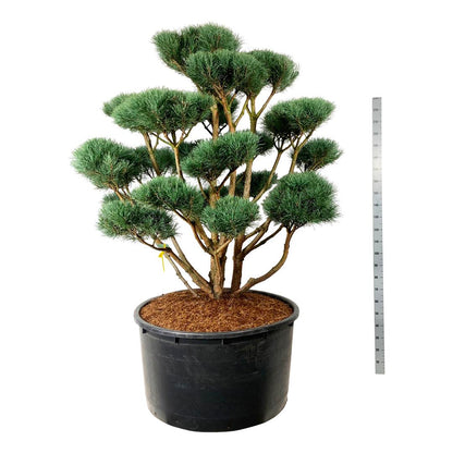 Pinus sylv. &