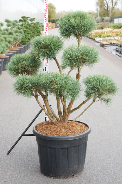Pinus sylv. &