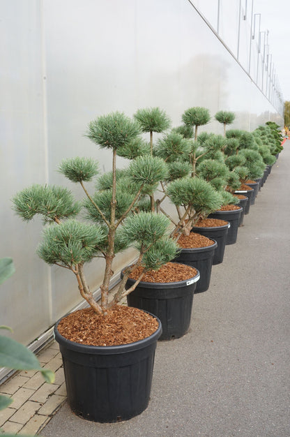 Pinus sylv. &