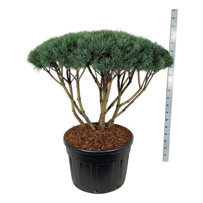 Pinus sylvestris &
