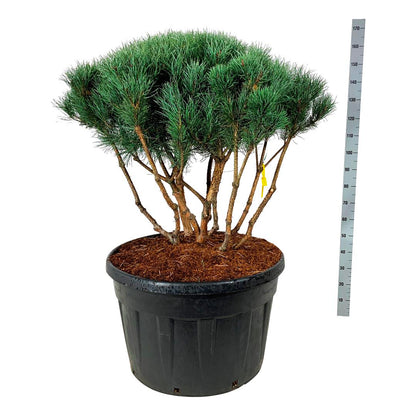 Pinus sylvestris &