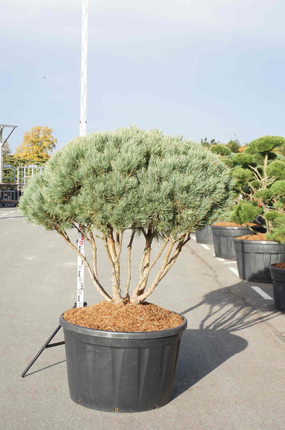 Pinus sylvestris &