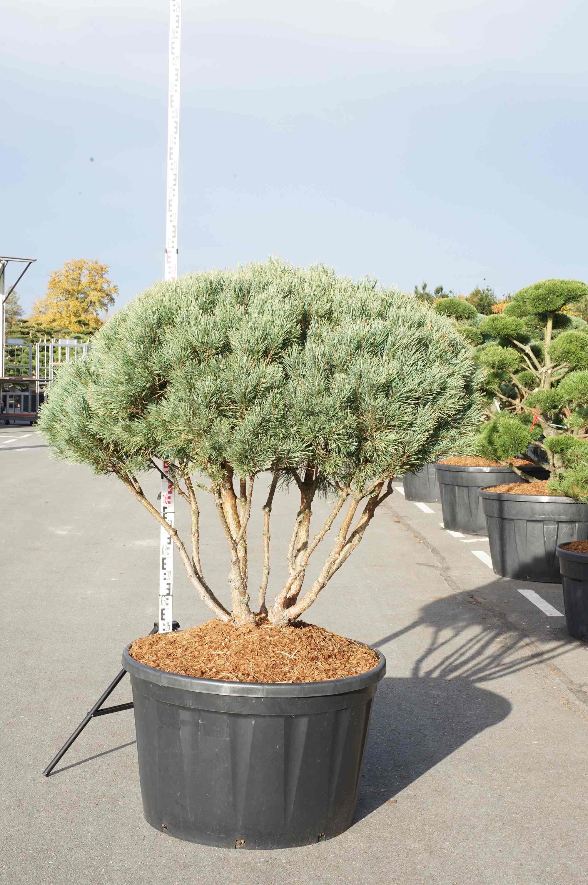 Pinus sylv. &