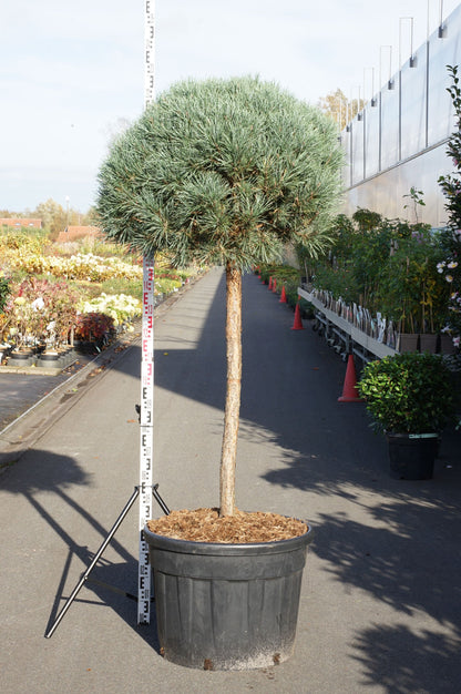 Pinus sylvestris &
