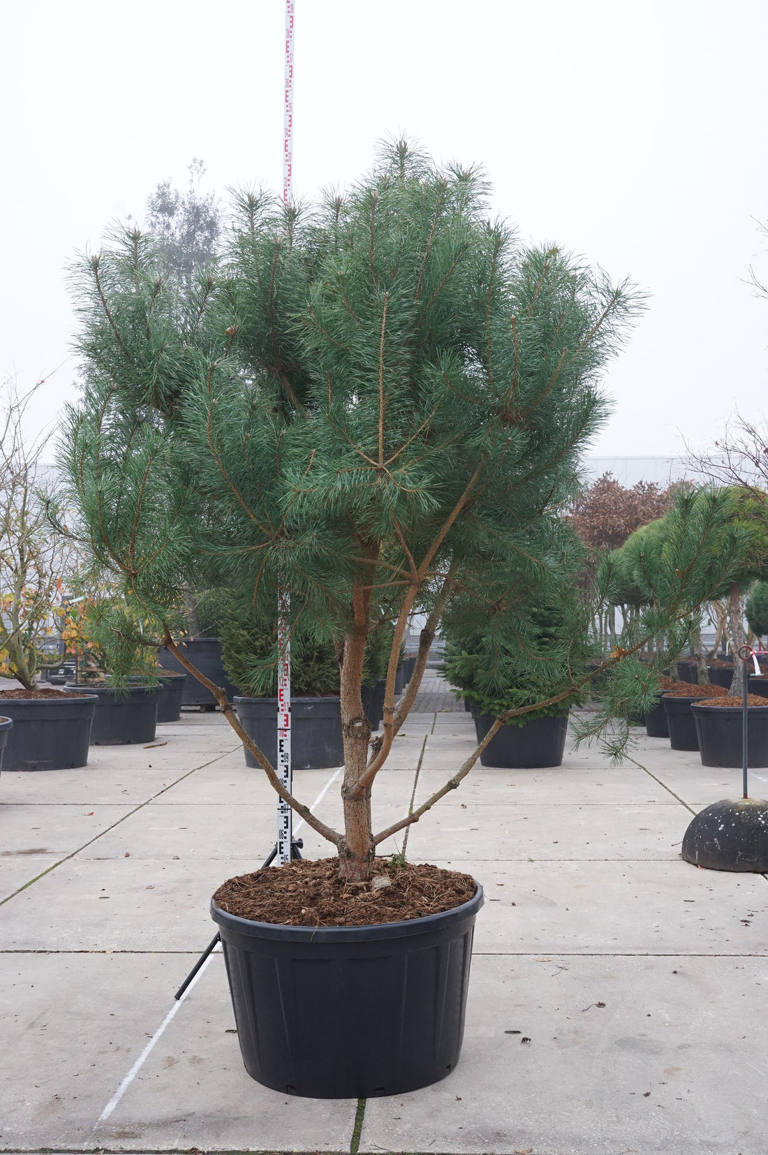 Tall sylvestris - C230 200-250 CM MULTISTEM