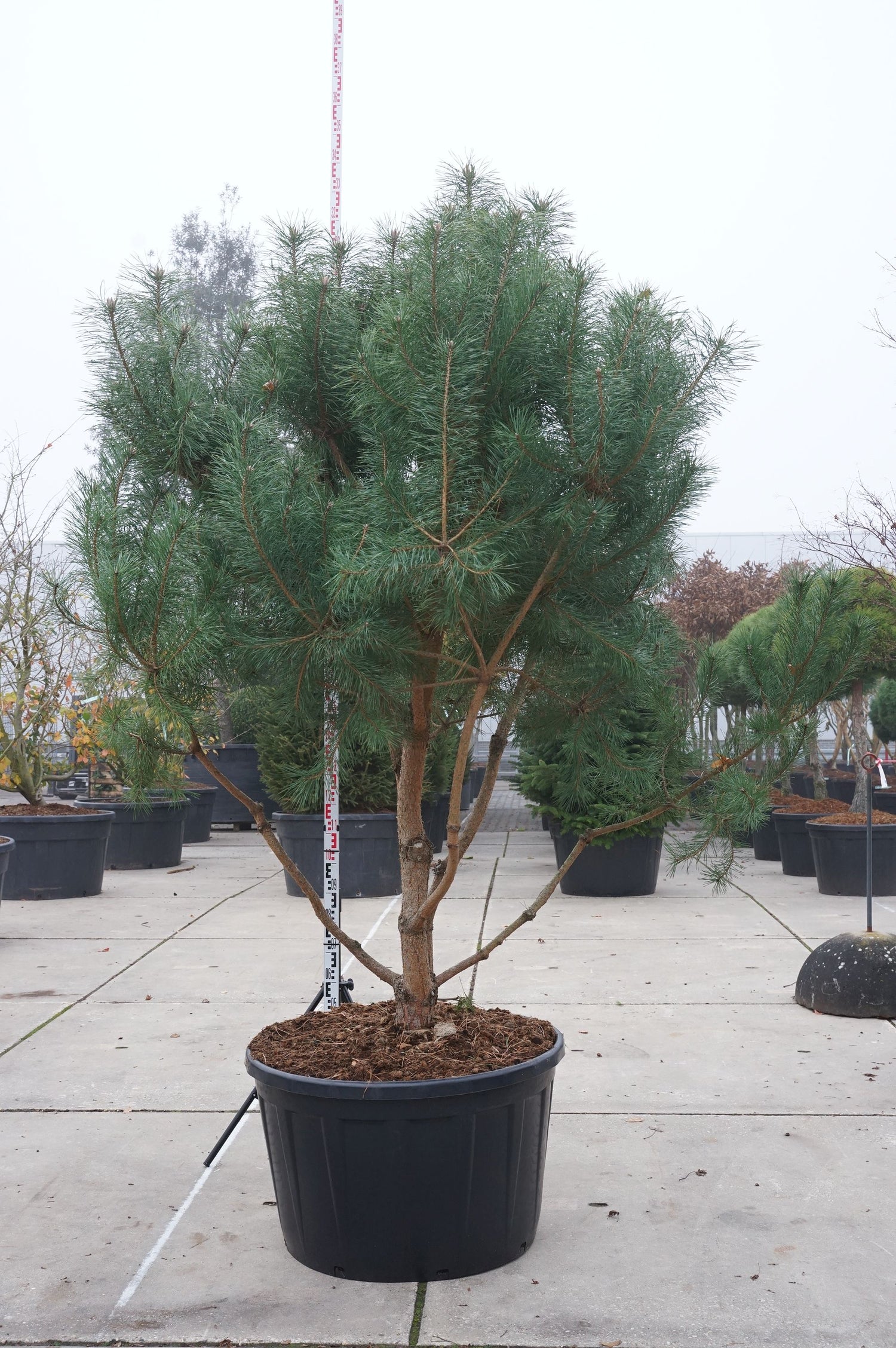 Tall sylvestris - C230 200-250 CM MULTISTEM