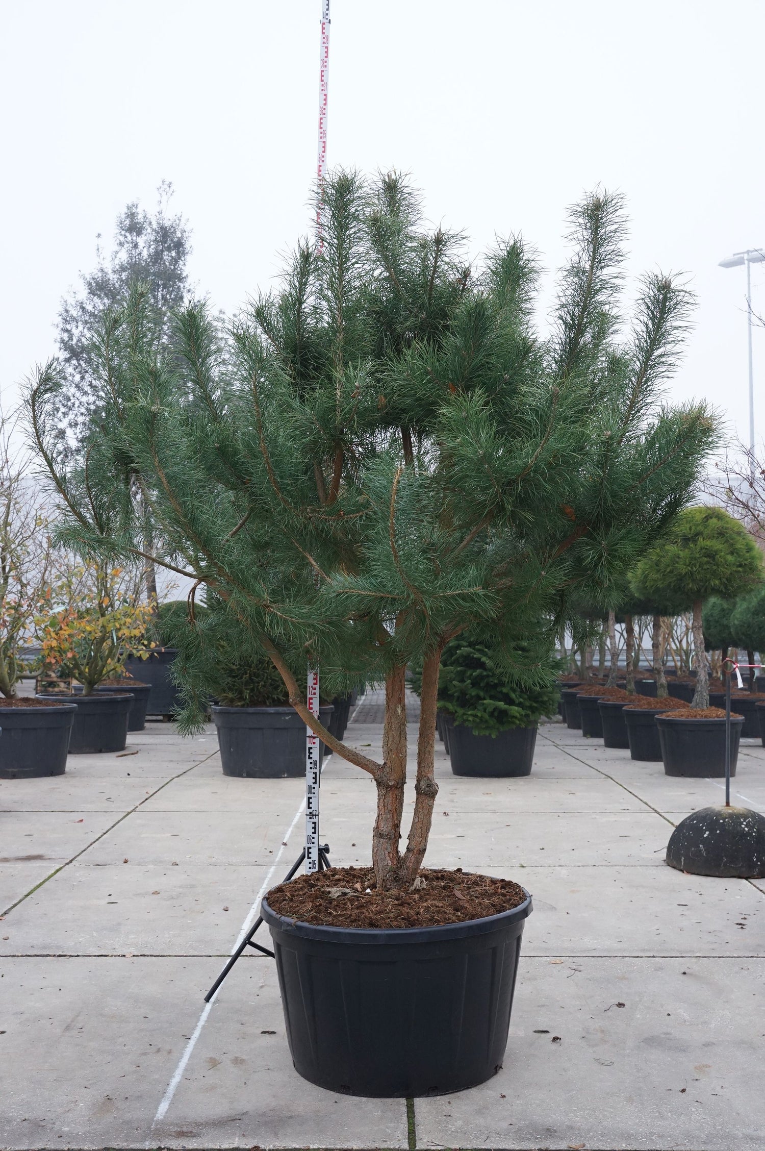 Tall sylvestris - C230 250-300 CM MULTISTEM