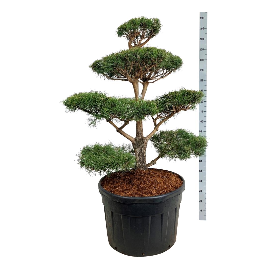 Tall sylvestris - BONSAI 100-125 C180