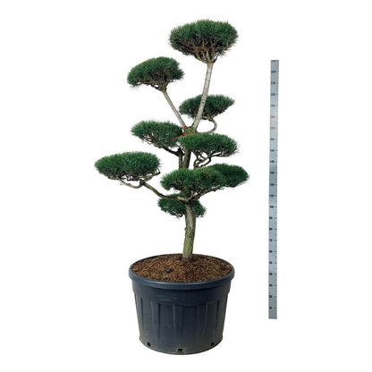 Pinus sylvestris Bonsai 150-175 cm C180 (180 liters kruka)