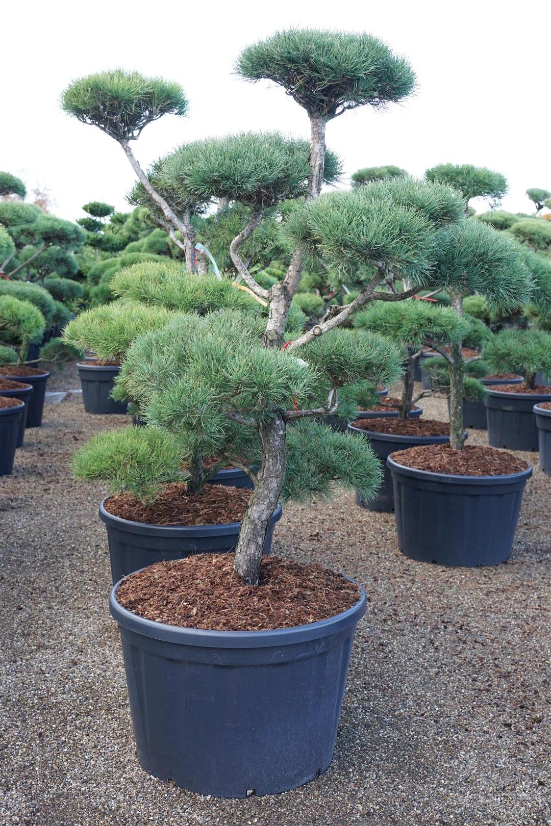 Tall sylvestris - BONSAI 150-175 C230