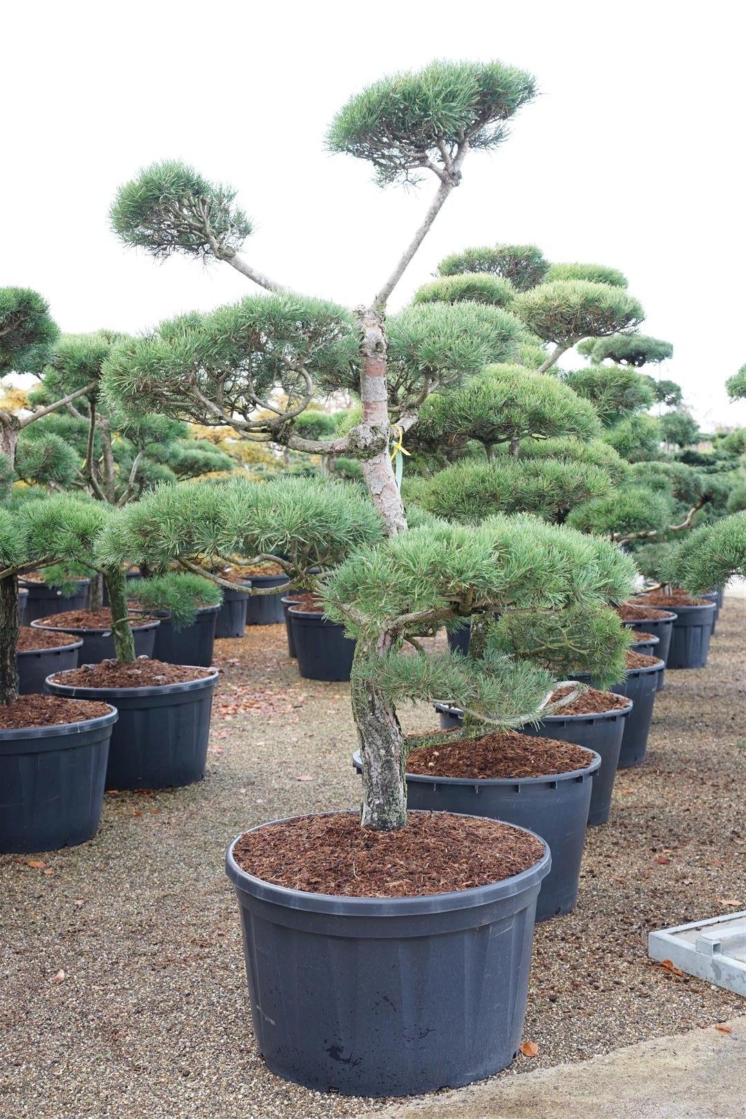 Tall sylvestris - BONSAI 175-200 C285