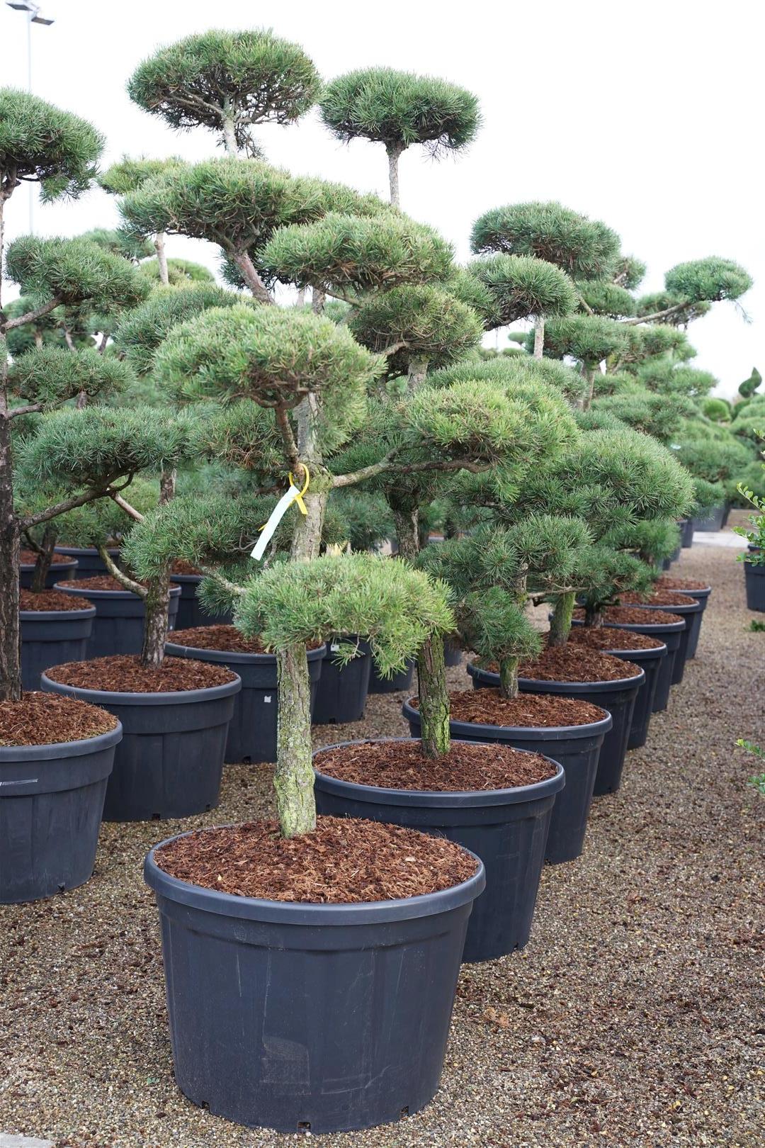 Tall sylvestris - BONSAI 175-200 C230