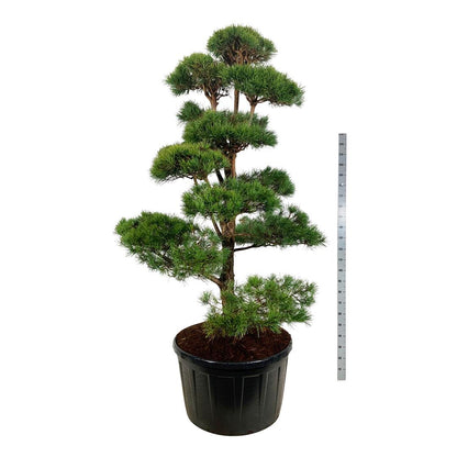 Pinus sylvestris BONSAI 200-225 cm C285 (285 liters kruka)