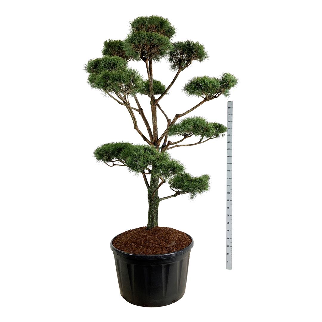 Tall sylvestris - BONSAI 225-250 C285