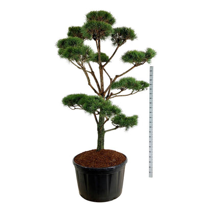 Pinus sylvestris Bonsai 225-250 cm C285 (285 liters kruka)