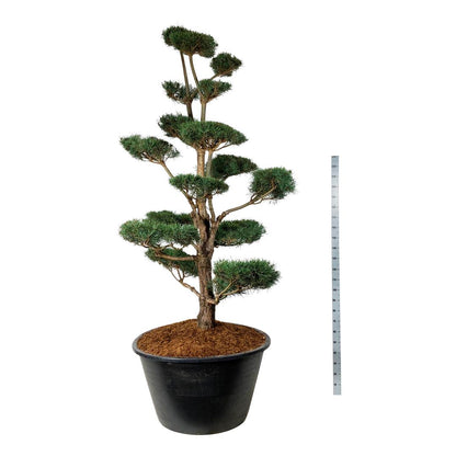 Pinus sylvestris BONSAI 225-250 cm C500 (500 liters kruka)
