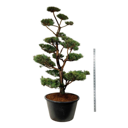 Pinus sylvestris Bonsai 300-350 cm C500 (500 liters kruka)
