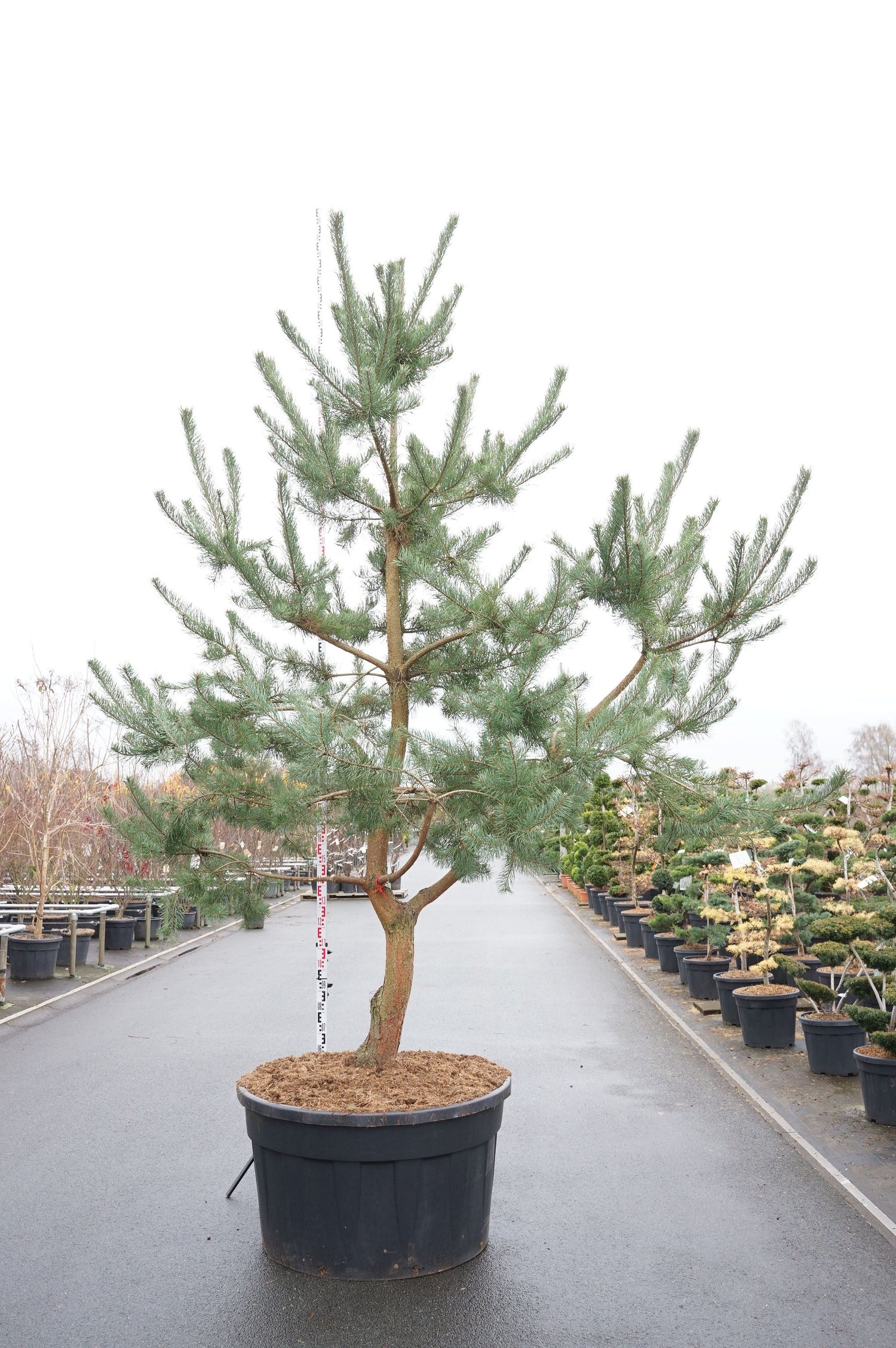 Tall sylvestris - MULTISTEM 50-400 CM C500
