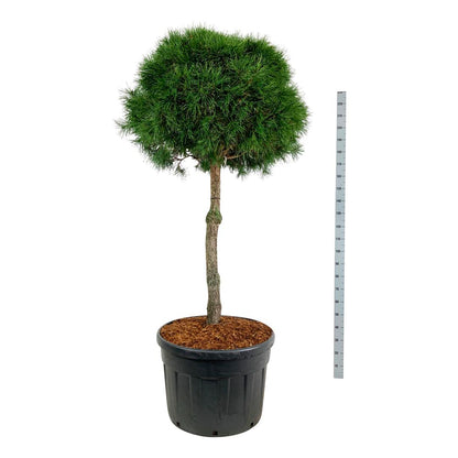 Pinus sylvestris 100 cm stam C180 (180 liters kruka)