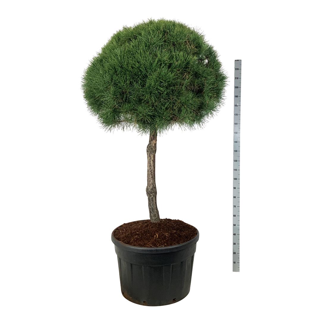 Tall sylvestris - 100 CM STEM C230
