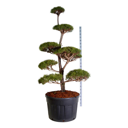 Pinus sylvestris Bonsai 200-225 cm C230 (230 liters kruka)