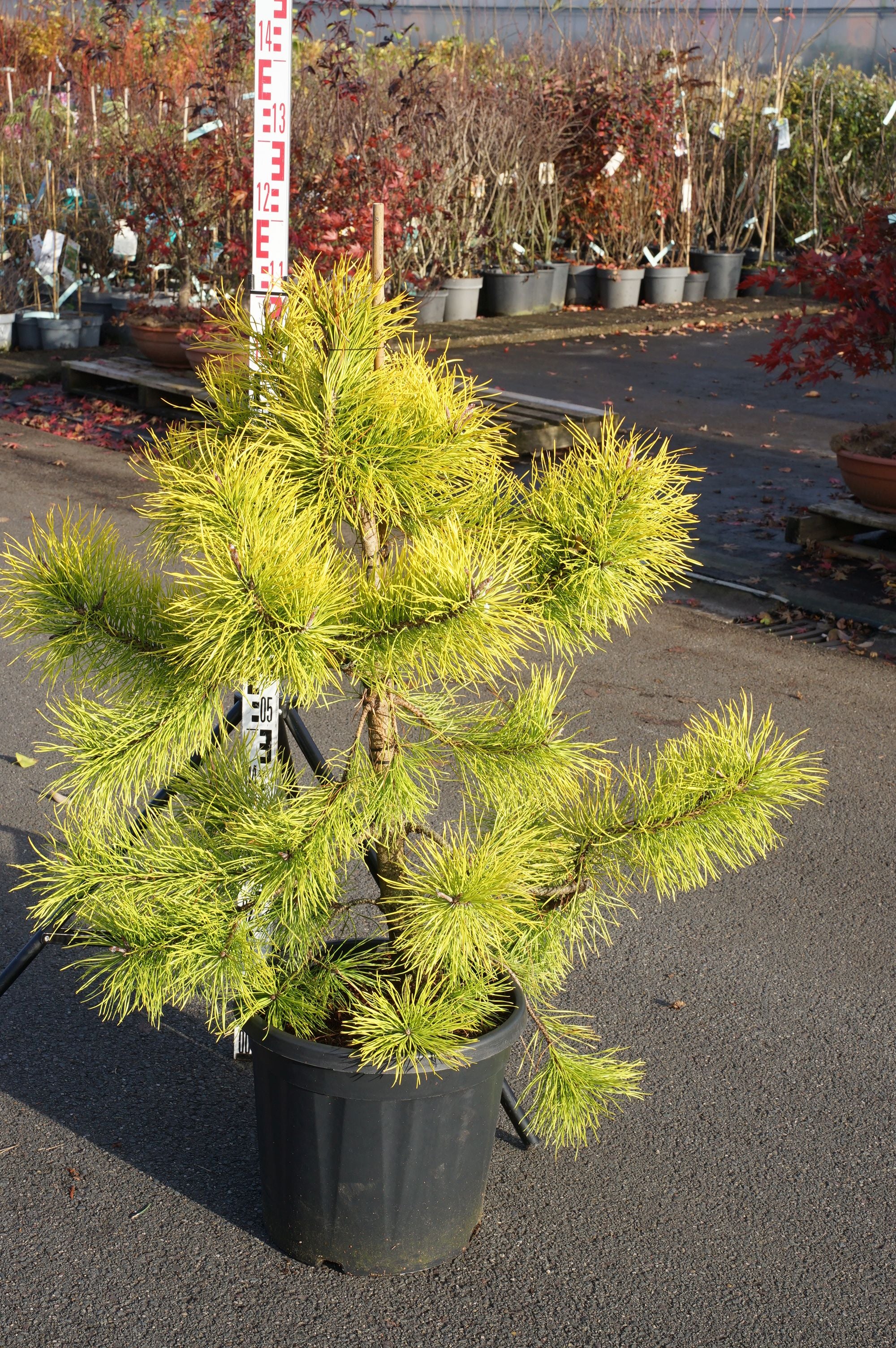 Tall thunbergii &