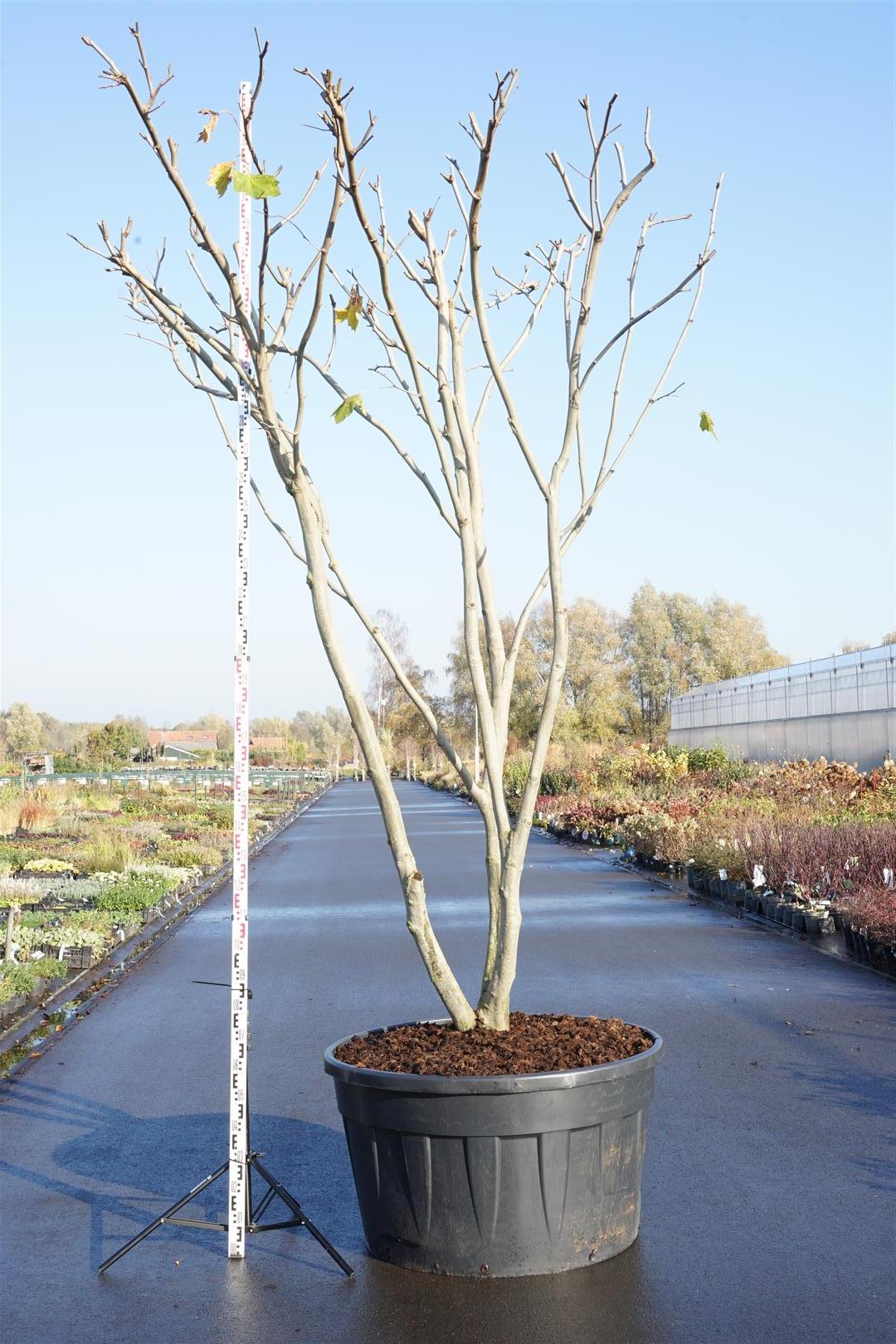 Platan hispanica (acerifolia) - C500 ROOF MULTISTEM