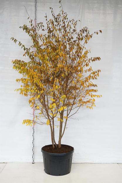 Prunus &