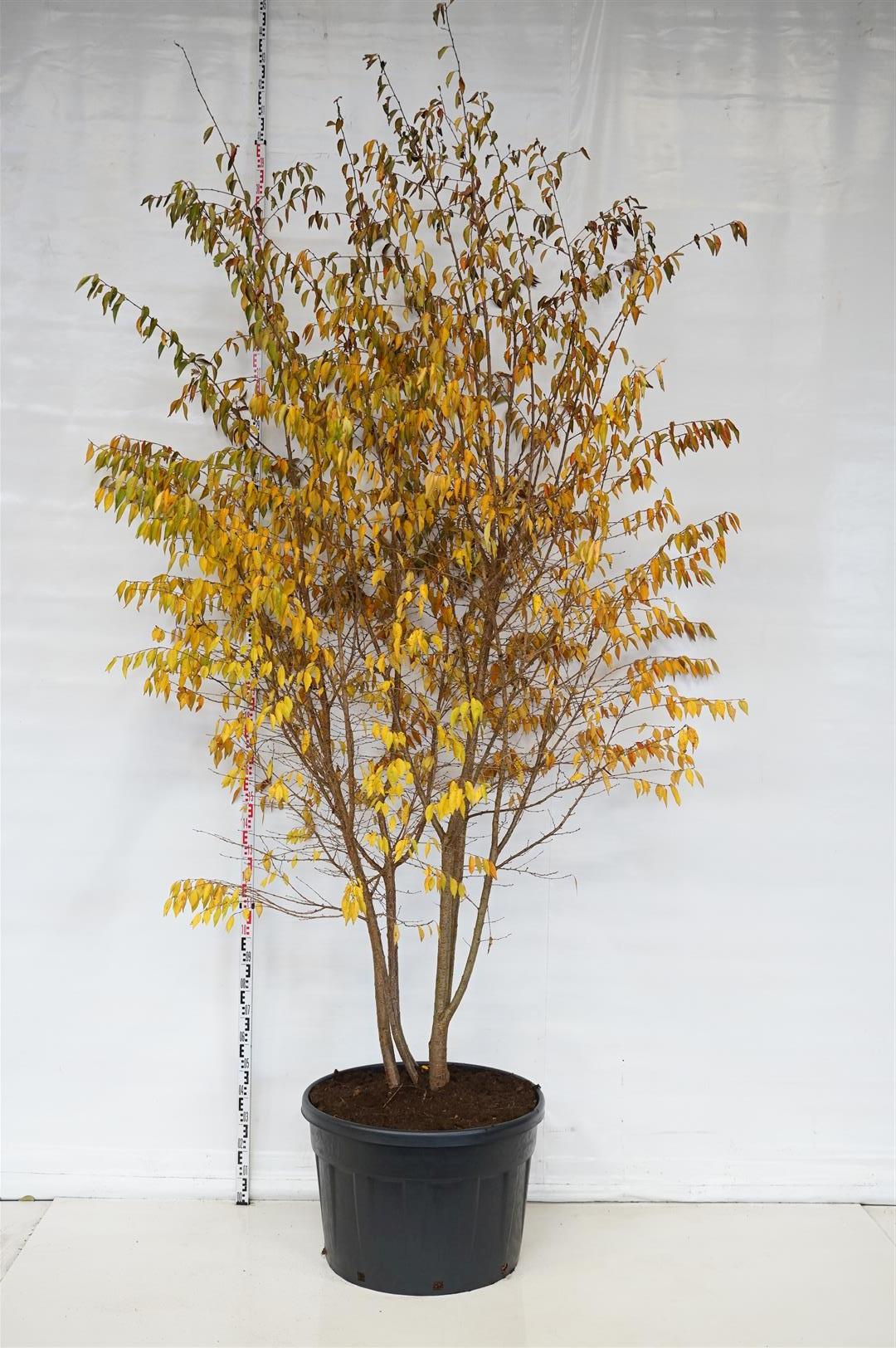 Prunus &