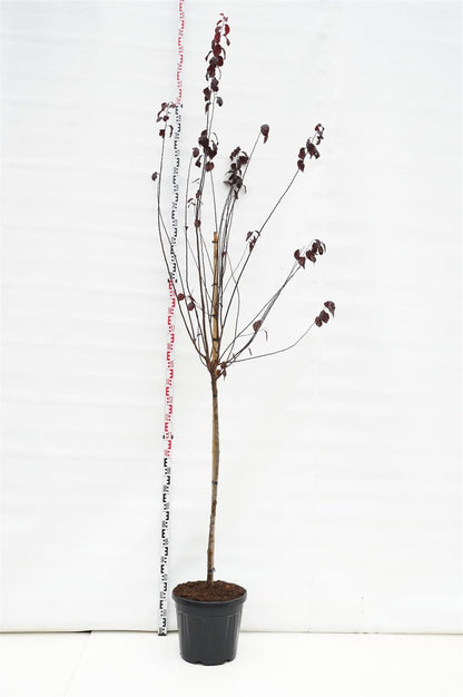 Prunus cer. &
